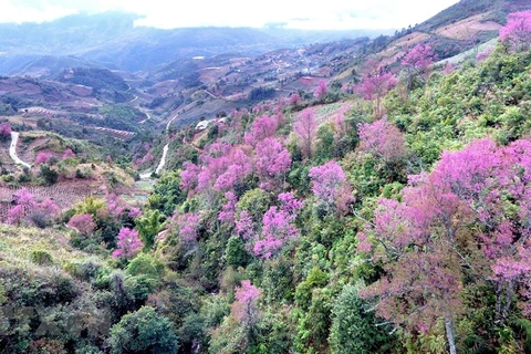 [Foto] Belleza de Mu Cang Chai en la primavera