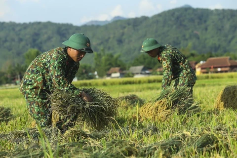 [Foto] Dien Bien: soldados ayudan a agricultores a cosechar arroz