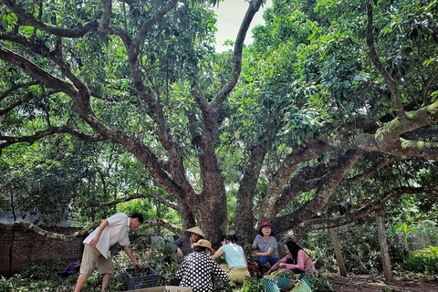 [Foto] Árbol de lichi de cientos de años en Thanh Ha, Hai Duong