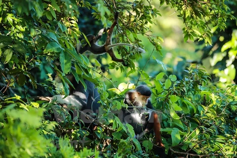 [Foto] Vida de primate en península de Son Tra