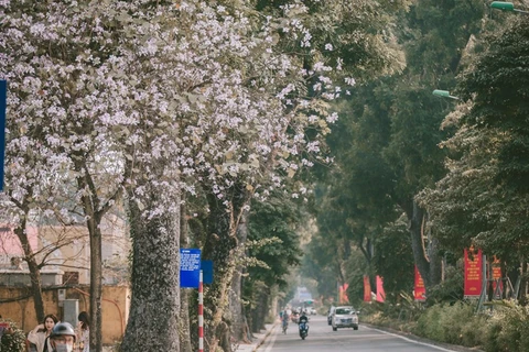 Flores de Bauhinia blanca engalanan calles de Hanoi 