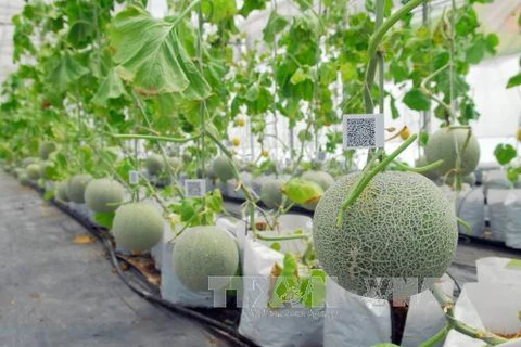 Vietnam promueve aplicación de biotecnología en agricultura