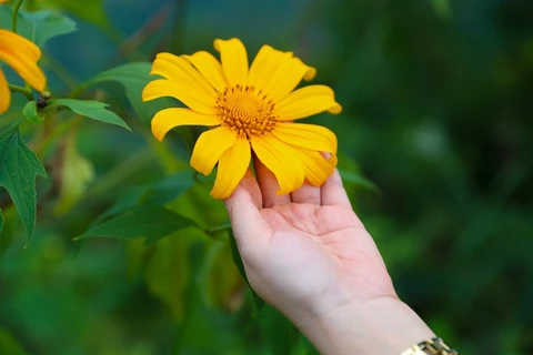 Girasoles silvestres florecen en localidad montañosa vietnamita 