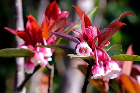 Flores de durazno con forma de campana brotan en cima de Ba Na