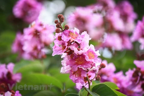 Flores de “Bang lang” tiñen las calles de Hanoi 