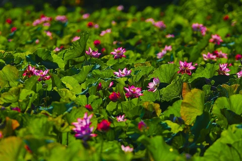 Temporada de floración de loto en provincia de Ninh Binh