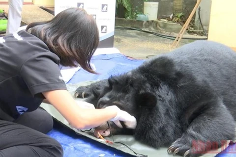 Campaña de protección de osos en Vietnam recibe apoyo de estrellas mundiales