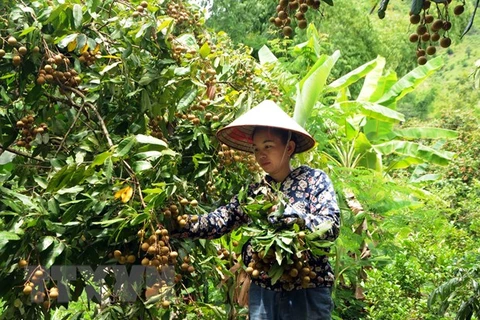 Incentivan producción y consumo de lichi en Vietnam 