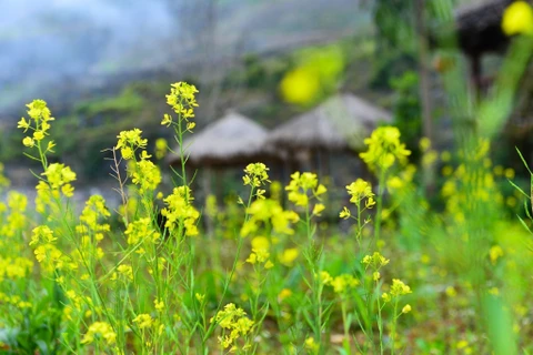 Temporada de flores de mostaza en meseta rocosa de provincia de Ha Giang