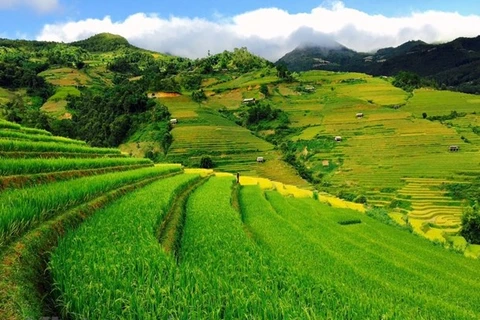 Contemplan temporada de arroz maduro en Mu Cang Chai 