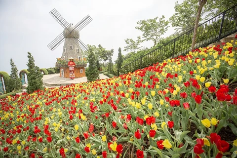 Tulipanes adornan la montaña Ba Den con múltiples colores