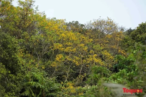 Contemplar flor amarrilla de vaina de cobre en península de Son Tra