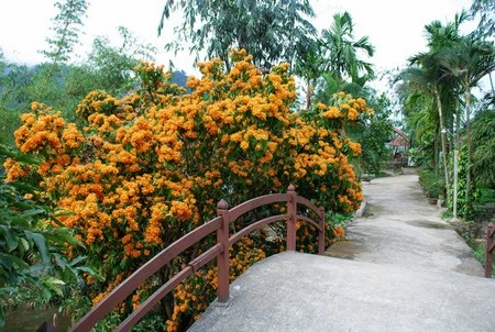 Ri Rung en plena floración embellece paisajes de Da Nang en Vietnam 