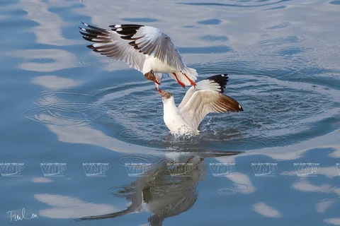Admiran aves acuáticas endémicas en Vietnam