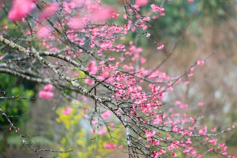 Brotan flores de melocotón durante el feriado del Tet