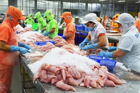 Vietnam disfruta aumento fuerte de exportaciones de pescado Tra 
