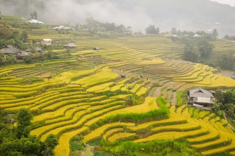 Contemple belleza de terrazas doradas de arroz en las tierras altas de Ha Giang