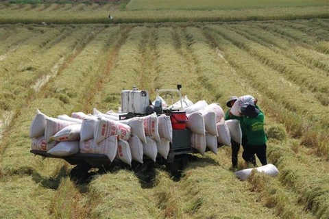Vietnam sigue siendo el mayor proveedor de arroz de Filipinas