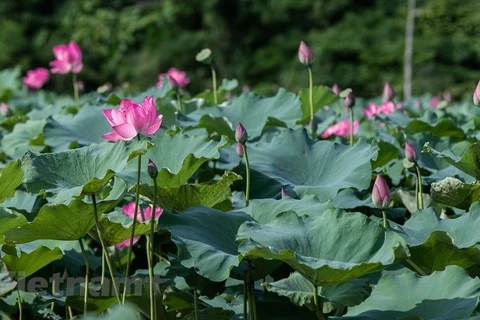 Laguna de lotos encanta a amantes de flores en Hanoi 