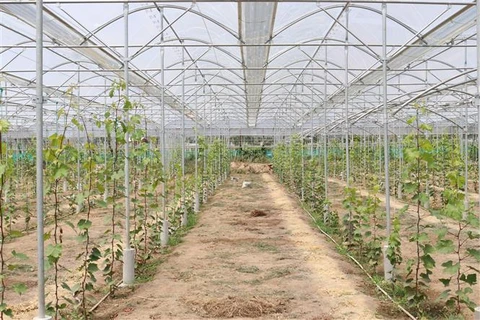 Provincia de Ninh Thuan aplica ciencia y tecnología en producción agrícola 