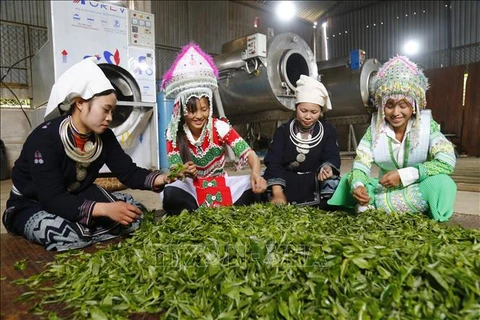 Proyectos agrícolas contribuyen al desarrollo de áreas montañosas en Vietnam