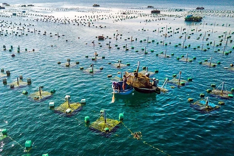 Desarrollan sincrónicamente la acuicultura marina de Vietnam