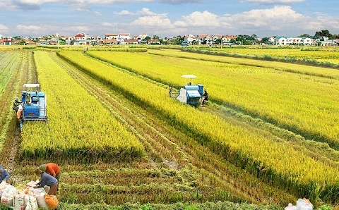 Sostenibilidad avanzará en Vietnam con nueva estrategia de desarrollo agrícola