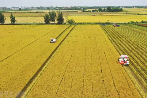 Delta del Mekong por reducir emisiones de gases en producción de arroz