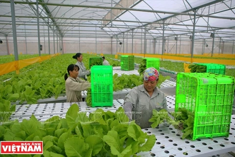 Agilizan la cadena de la agricultura orgánica de Vietnam
