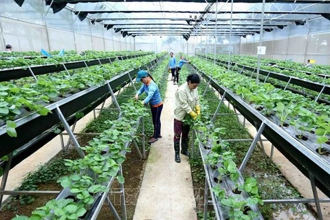 Avance estratégico por una agricultura moderna y sostenible de Vietnam