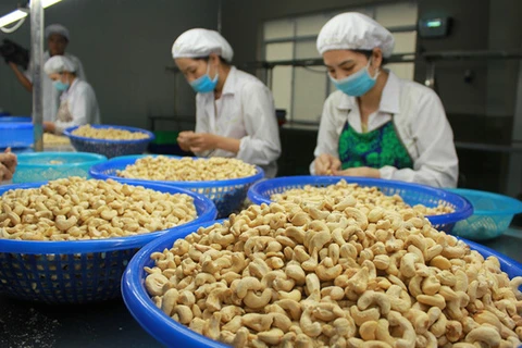Industria de anacardo de Vietnam espera bonanza en 2022