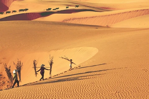 Encanto de las dunas de arena de Binh Thuan en Vietnam 