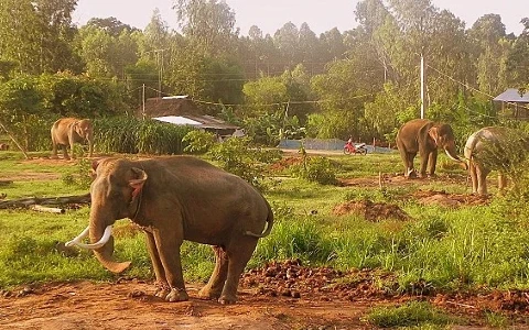 Aprueban el ajuste de proyecto de conservación de los elefantes vietnamitas