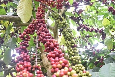 Vietnam por replantar 107 mil hectáreas de café