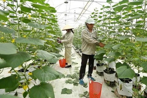 Vietnam establecerá políticas para desarrollo de economía campesina