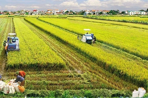 Agricultura vietnamita garantiza la seguridad alimentaria y exportación 