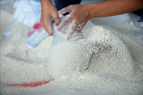 Gran oportunidad para el futuro de exportación de arroz vietnamita 