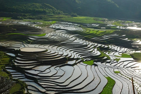 Impresionante la belleza de campos de arroz aterrazados en Sa Pa 