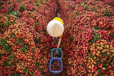 Provincia de Bac Giang entra en temporada de lichi