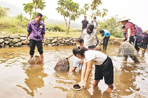 Hanoi por promover turismo agrícola y rural 