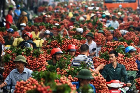  Lichi de Bac Giang registra ingreso récord 