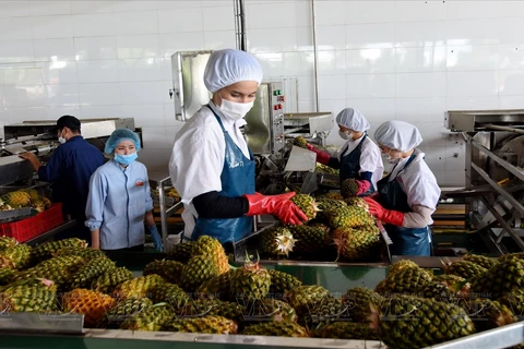 Gia Lai, un punto brillante de agricultura de alta tecnología 