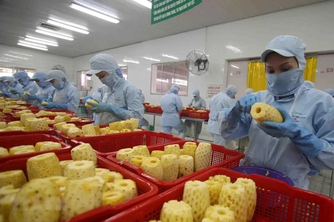 Varios países aumentan sus compras de frutas y verduras procesadas de Vietnam