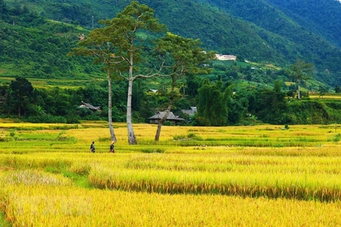 [Foto] Las terrazas de arroz de Mu Cang Chai en temporada de cosecha 