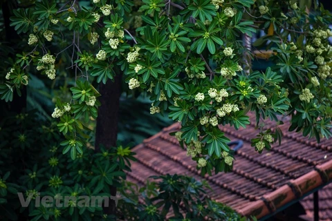 Contemplar la belleza de flor de Alstonia scholaris, especialidad del otoño de Hanoi