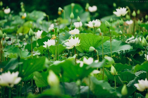 Contemplan belleza de loto blanco en suburbio de Hanoi