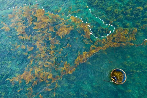 Cosecha de sargassum frente a la costa de la provincia de Quang Ngai