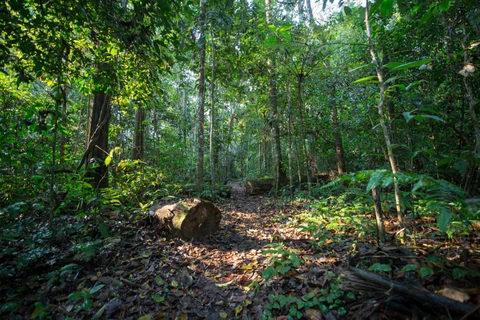 Vietnam recibe 41 millones de dólares por venta de créditos de carbono de bosques