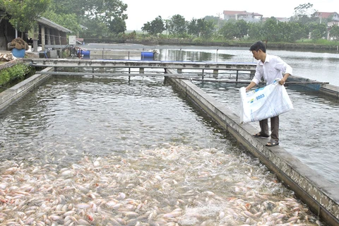  Producción acuícola de Phu Tho se estima en 30,2 mil toneladas