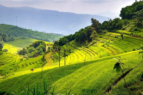 Campos en terrazas, potencial para el desarrollo turístico en Hoa Binh